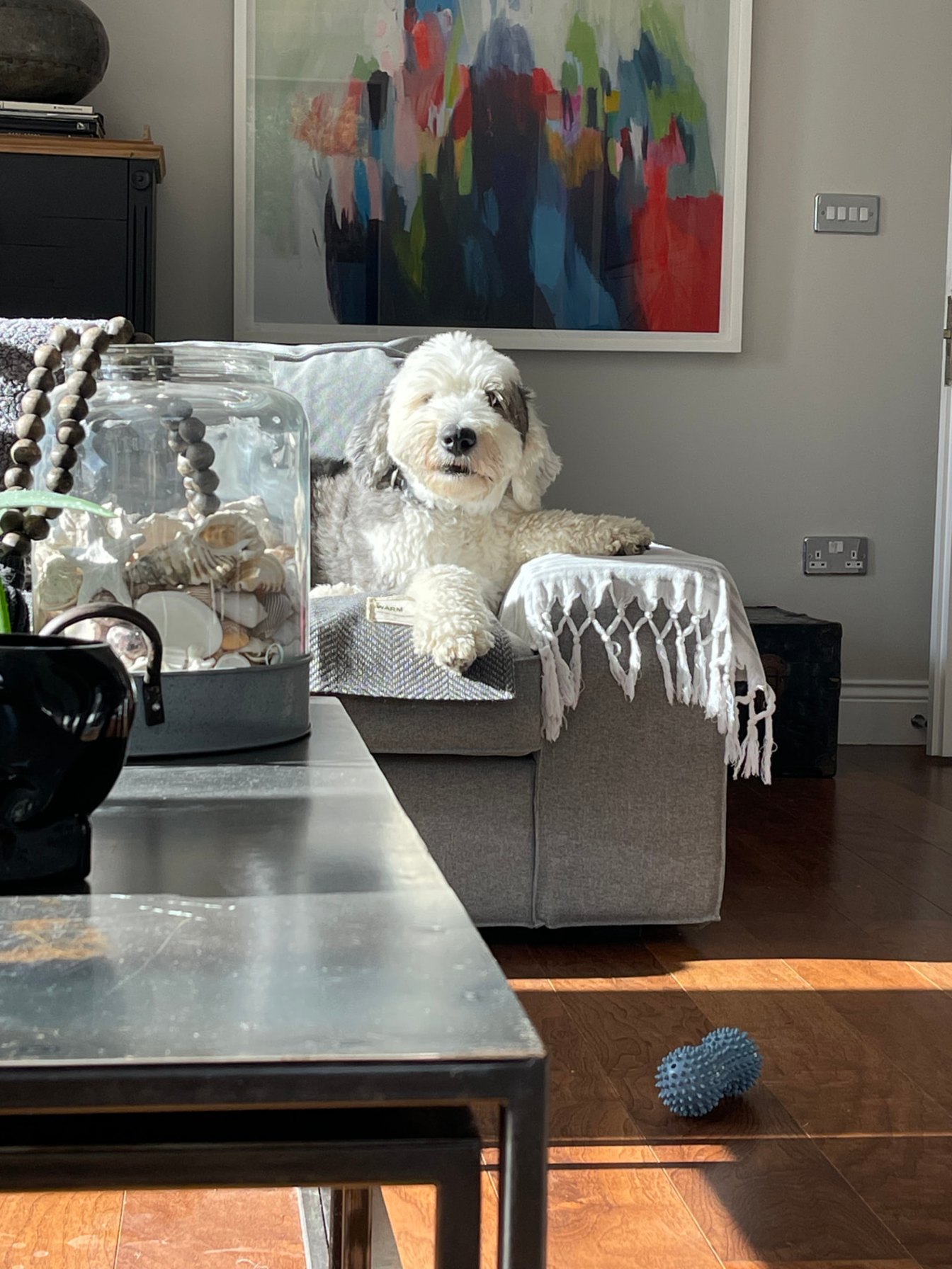 A happy cockapoo relaxing on a grey sofa in a stylish London living room during a Fetch Travels sit
